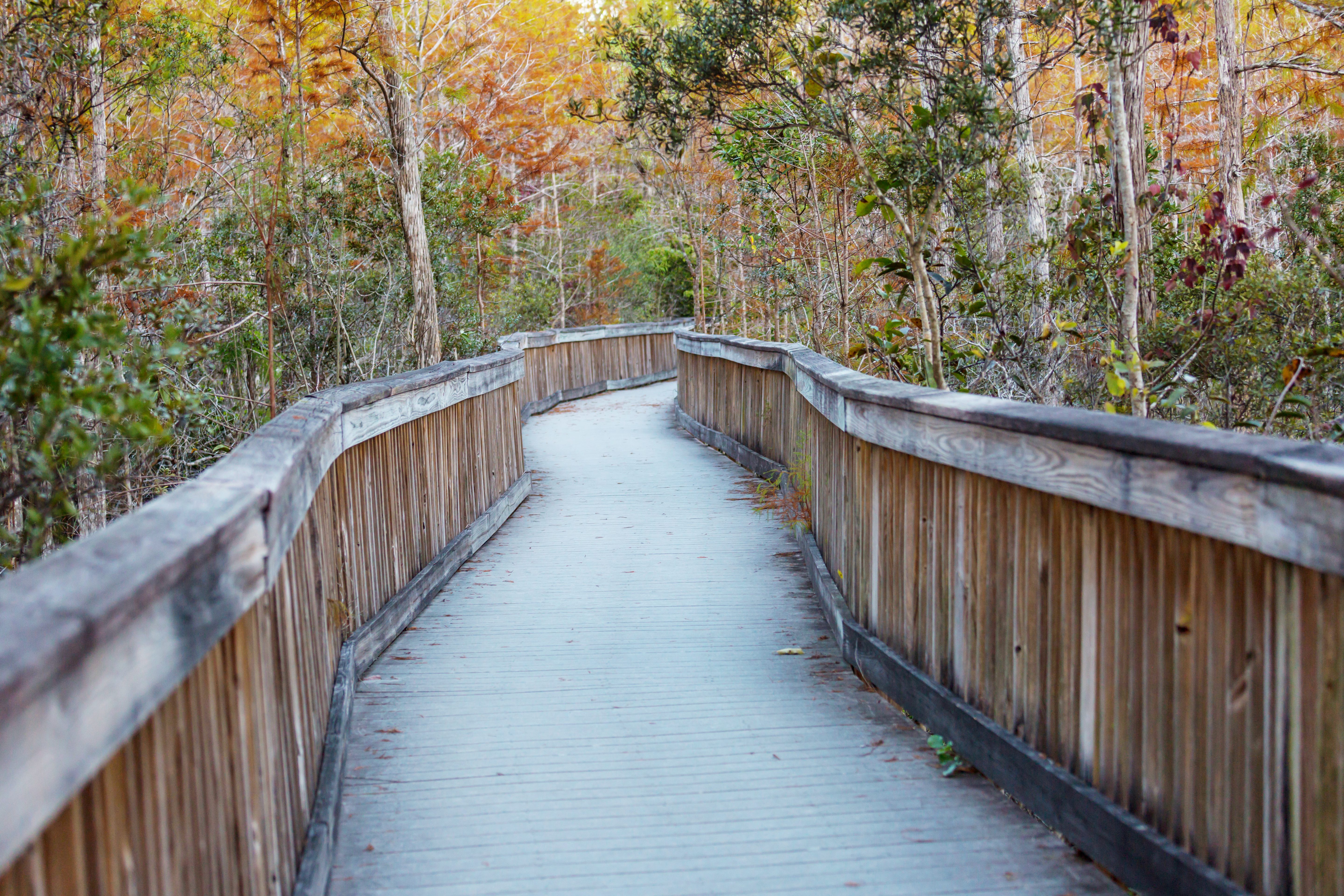 A bridge in a forest path in Midlothian, Virginia.
