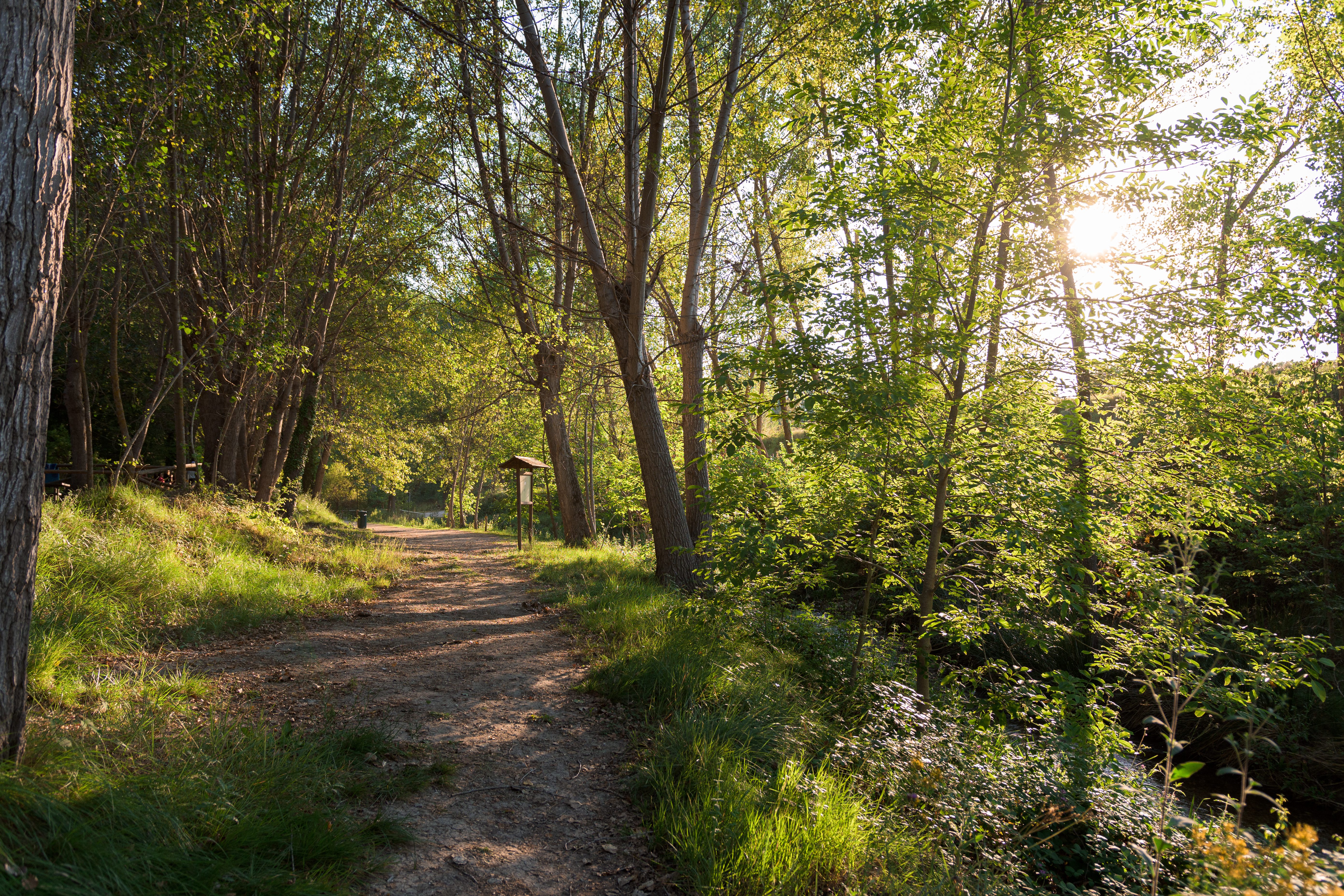 Forest path in Powhatan County, VA